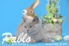 Pablo ist 12 Wochen alt geworden ( 20.03.2016 )