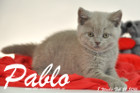 Pablo ist 8 Wochen alt geworden ( 21.02.2016 )