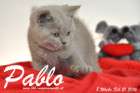Pablo ist 8 Wochen alt geworden ( 21.02.2016 )
