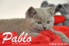 Pablo ist 8 Wochen alt geworden ( 21.02.2016 )