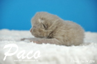Paco ist 1 Woche alt geworden ( 04.01.2016 )