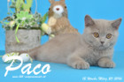 Paco ist 12 Wochen alt geworden ( 20.03.2016 )