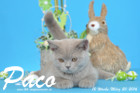 Paco ist 12 Wochen alt geworden ( 20.03.2016 )