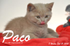Paco ist 8 Wochen alt geworden ( 21.02.2016 )