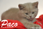 Paco ist 8 Wochen alt geworden ( 21.02.2016 )