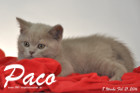 Paco ist 8 Wochen alt geworden ( 21.02.2016 )