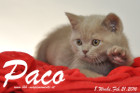 Paco ist 8 Wochen alt geworden ( 21.02.2016 )