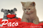 Paco ist 8 Wochen alt geworden ( 21.02.2016 )