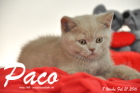 Paco ist 8 Wochen alt geworden ( 21.02.2016 )