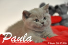 Paula ist 8 Wochen alt geworden ( 21.02.2016 )
