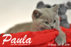 Paula ist 8 Wochen alt geworden ( 21.02.2016 )