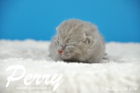 Perry ist 1 Woche alt geworden ( 04.01 2016 )