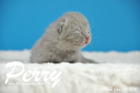 Perry ist 1 Woche alt geworden ( 04.01 2016 )