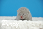 Perry ist 1 Woche alt geworden ( 04.01 2016 )