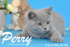 Perry ist 12 Wochen alt geworden ( 20.03.2016 )