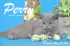 Perry ist 12 Wochen alt geworden ( 20.03.2016 )