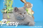 Perry ist 12 Wochen alt geworden ( 20.03.2016 )