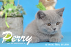 Perry ist 12 Wochen alt geworden ( 20.03.2016 )