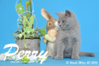 Perry ist 12 Wochen alt geworden ( 20.03.2016 )