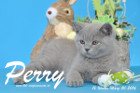 Perry ist 12 Wochen alt geworden ( 20.03.2016 )