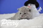 Perry ist 3 Wochen alt geworden ( 17.01.2016 )