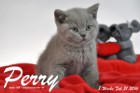 Perry ist 8 Wochen alt geworden ( 21.02.2016 )