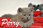 Perry ist 8 Wochen alt geworden ( 21.02.2016 )