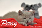 Perry ist 8 Wochen alt geworden ( 21.02.2016 )