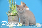 Picasso ist 12 Wochen alt geworden ( 20.03.2016 )