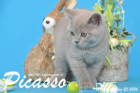 Picasso ist 12 Wochen alt geworden ( 20.03.2016 )
