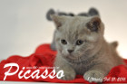 Picasso ist 8 Wochen alt geworden ( 21.02.2016 )