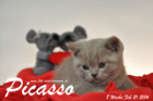 Picasso ist 8 Wochen alt geworden ( 21.02.2016 )