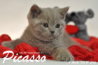 Picasso ist 8 Wochen alt geworden ( 21.02.2016 )