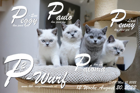 Unser P2-Wurf ist in der 12.Lebenswoche ( 20.08.2022 )