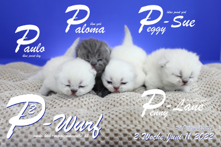 Unser P2-Wurf ist in der 2.Lebenswoche ( 11.06.2022 )