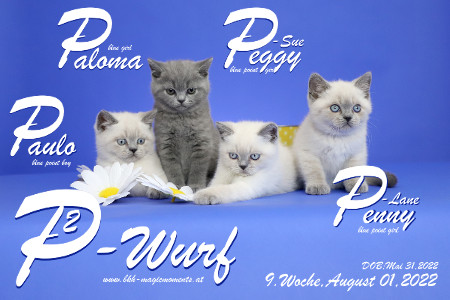 Unser P2-Wurf ist in der 9.Lebenswoche ( 01.08.2022 )