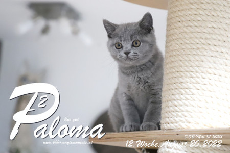 Paloma ist in der 12.Lebenswoche ( 20.08.2022 )