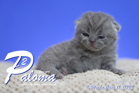 Paloma ist in der 2.Lebenswoche ( 11.06.2022 )