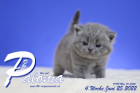 Paloma ist in der 4.Lebenswoche ( 25.06.2022 )