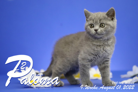 Paloma ist in der 9.Lebenswoche ( 01.08.2022 )