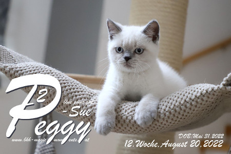 Peggy-Sue ist in der 12.Lebenswoche ( 20.08.2022 )