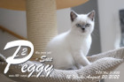Peggy-Sue ist in der 12.Lebenswoche ( 20.08.2022 )