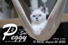 Peggy-Sue ist in der 12.Lebenswoche ( 20.08.2022 )
