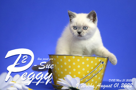 Peggy-Sue ist in der 9.Lebenswoche ( 01.08.2022 )