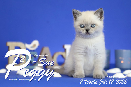 Peggy-Sue ist in der 7.Lebenswoche ( 17.07.2022 )