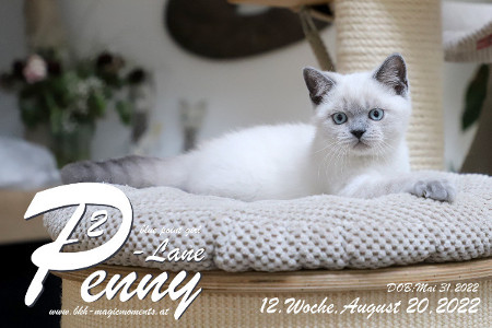 Penny-Lane ist in der 12.Lebenswoche ( 20.08.2022 )