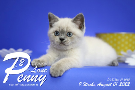 Penny-Lane ist in der 9.Lebenswoche ( 01.08.2022 )