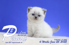 Penny-Lane ist in der 4.Lebenswoche ( 25.06.2022 )
