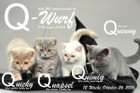 Unser Q-Wurf ist 12 Wochen alt geworden ( 26.10.2016 )