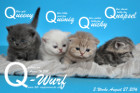 Unser Q-Wurf ist 3 Wochen alt geworden ( 27.08.2016 )